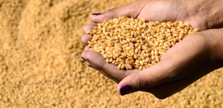 Appel d'offres pour l'achat de blé tendre