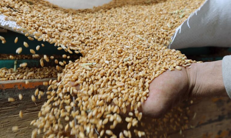 وزير الفلاحة: “نحتاج لـ1.1 مليون طن من القمح الصلب لتحقيق الاكتفاء الذاتي”