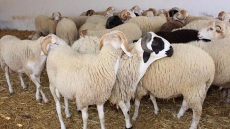 Point de vente de moutons
