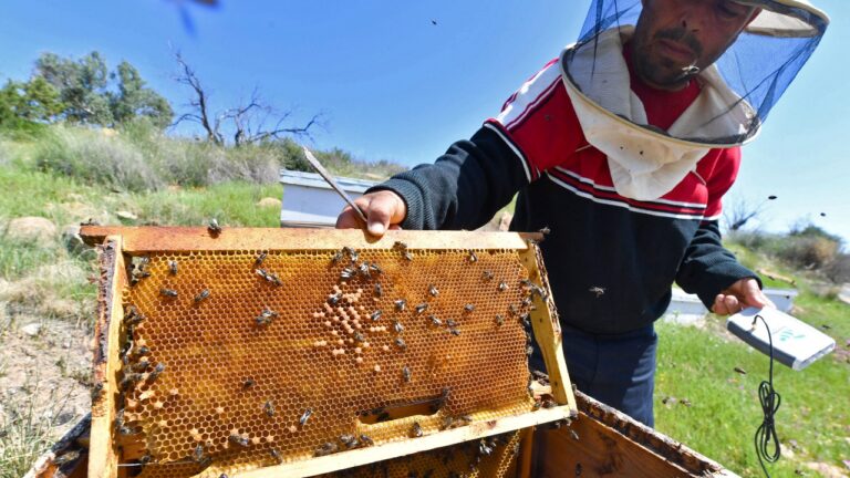 Renforcer la compétitivité de la chaîne de valeur dans le domaine de l'apiculture en Tunisie