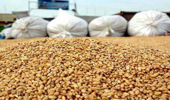 منوبة: تقديرات أولية بإنتاج حوالي 476 الف قنطار من الحبوب