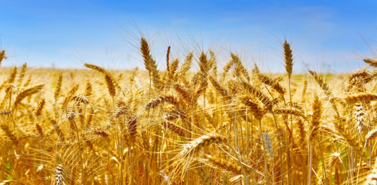 جبنيانة: انطلاق موسم الحصاد ضمن تجربة انتاج الحبوب مرتين في السنة
