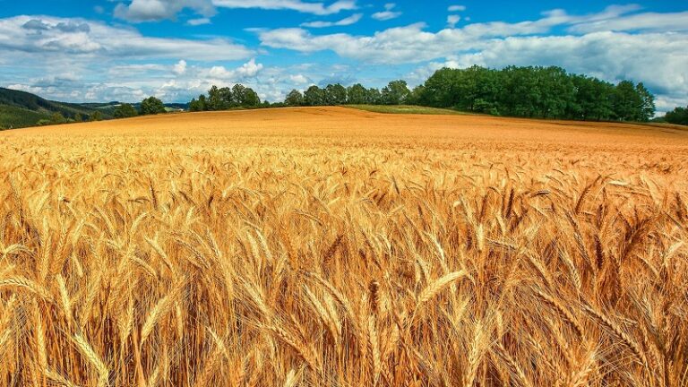 زغوان…تقديرات ببلوغ نسبة إنتاج الحبوب للموسم الحالي 44%