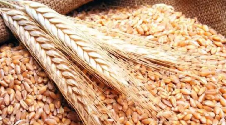 ديوان الحبوب يطرح مناقصة لشراء 125 ألف طن من القمح والشعير