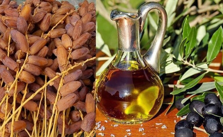 عائدات إيجابية في صادرات تونس من التمور وزيت الزيتون