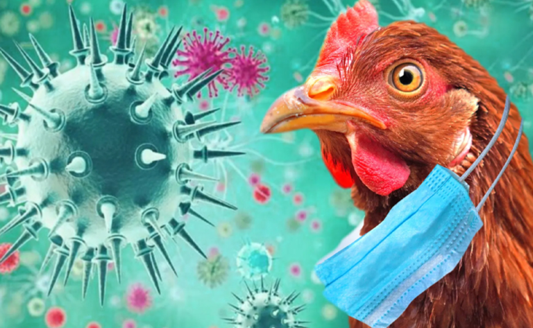 الوباء القادم..  دراسة دولية توضح لقاحات جديدة ضد إنفلونزا الطيور