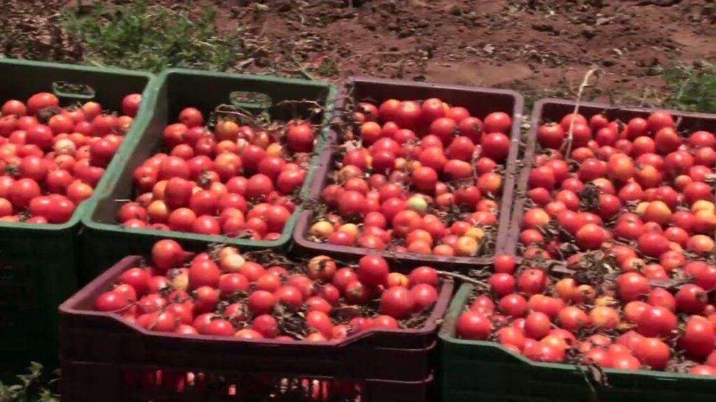 انتاج مهدد والفلاح أكبر المتضررين.. كيف إرتفعت أسعار الطماطم المعلبة في تونس؟