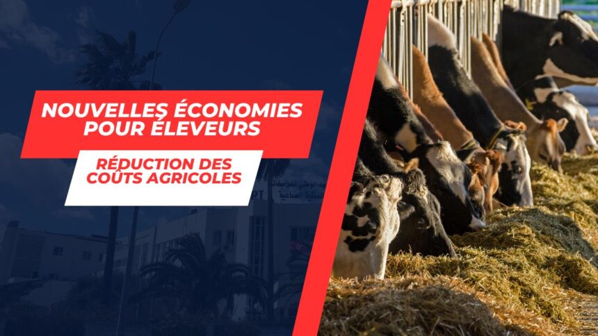 Fourrages-destines-aux-vaches-laitieres-Une-baisse-de-prix-avantageuse-pour-les-eleveurs-tunisiens