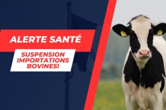 Tunisie: Importations bovines françaises suspendues face à la maladie hémorragique épizootique