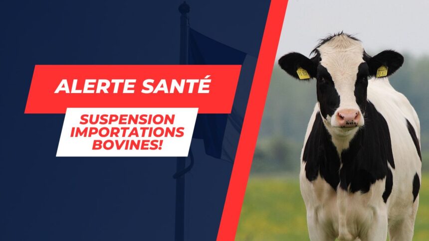 Tunisie: Importations bovines françaises suspendues face à la maladie hémorragique épizootique