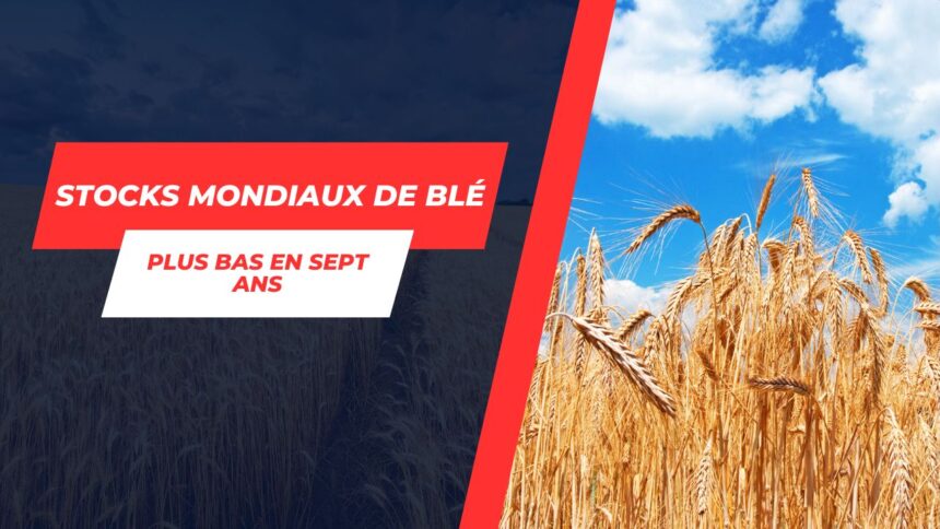 Chute-alarmante-de-la-production-mondiale-de-ble-Secheresse-et-El-Nino-en-cause