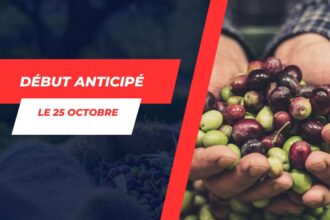 article suivant: Démarrage anticipé de la saison d’or des olives à Médenine La saison de la récolte des olives débutera plus tôt que d’habitude dans le gouvernorat de Médenine, avec un lancement fixé au 25 octobre 2023, une semaine plus tôt que les années précédentes. Cette décision, une initiative du gouverneur de la région, Saied Ben Zeyed, a été annoncée lors d’une réunion tenue à Zarzis le mardi précédent. Cependant, malgré un début anticipé, la production prévue de 45 000 tonnes pour cette saison est inférieure à la moyenne annuelle réalisée ces dernières années, qui s’élevait à 120 000 tonnes. Cette quantité représente 9 000 tonnes d’huile, soit bien moins que les 15 000 tonnes produites en 2022. Ammar Jemai, Commissaire régional au développement agricole à Médenine, souligne que les pluies tombées en août ont permis de sauvegarder la saison malgré une baisse volumétrique. Zarzis, Ben Guerdane et Médenine sud sont responsables de 70% de la production des olives du gouvernorat. Médenine abrite près de 5 millions d’oliviers répartis sur 206 000 hectares de terres, dont 75,5% sont des plantations productives. La culture biologique des olives est particulièrement forte à Zarzis, avec 1 500 hectares dédiés. La région compte également trois huileries spécialisées dans le traitement et la mise en bouteille de l’huile d’olive biologique.