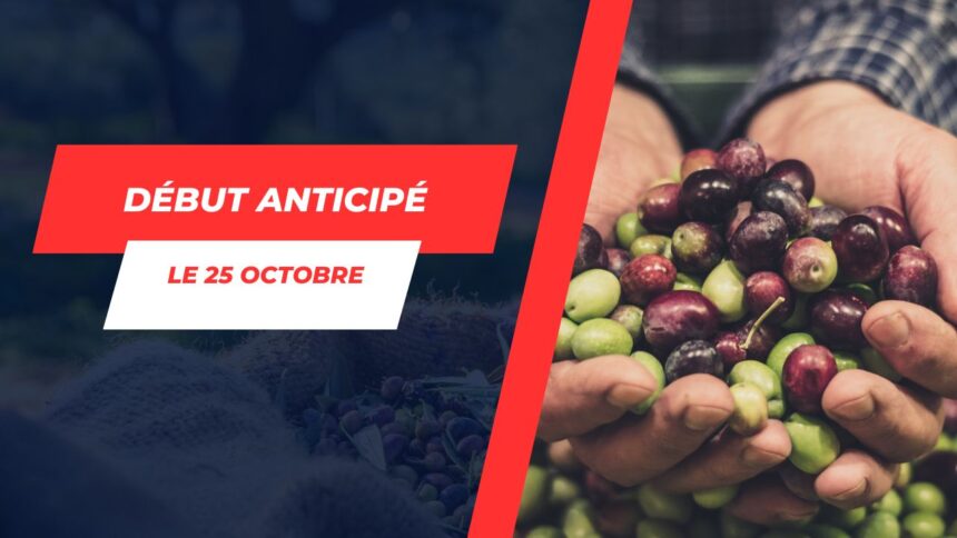 article suivant: Démarrage anticipé de la saison d’or des olives à Médenine La saison de la récolte des olives débutera plus tôt que d’habitude dans le gouvernorat de Médenine, avec un lancement fixé au 25 octobre 2023, une semaine plus tôt que les années précédentes. Cette décision, une initiative du gouverneur de la région, Saied Ben Zeyed, a été annoncée lors d’une réunion tenue à Zarzis le mardi précédent. Cependant, malgré un début anticipé, la production prévue de 45 000 tonnes pour cette saison est inférieure à la moyenne annuelle réalisée ces dernières années, qui s’élevait à 120 000 tonnes. Cette quantité représente 9 000 tonnes d’huile, soit bien moins que les 15 000 tonnes produites en 2022. Ammar Jemai, Commissaire régional au développement agricole à Médenine, souligne que les pluies tombées en août ont permis de sauvegarder la saison malgré une baisse volumétrique. Zarzis, Ben Guerdane et Médenine sud sont responsables de 70% de la production des olives du gouvernorat. Médenine abrite près de 5 millions d’oliviers répartis sur 206 000 hectares de terres, dont 75,5% sont des plantations productives. La culture biologique des olives est particulièrement forte à Zarzis, avec 1 500 hectares dédiés. La région compte également trois huileries spécialisées dans le traitement et la mise en bouteille de l’huile d’olive biologique.