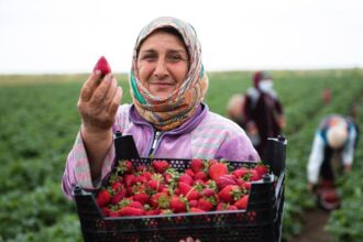 Révolution Économique : Les Femmes Agricultrices Tunisiennes Prêtes à Transformer le Secteur !