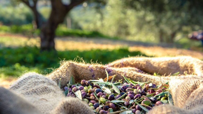 Alerte-Climatique-en-Tunisie-LEffondrement-de-la-Production-dOlives-Anticipe-par-la-Banque-Mondiale