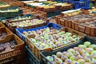 Effondrement des exportations tunisiennes de fruits en 2023