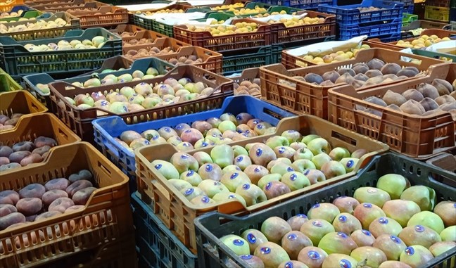 Effondrement des exportations tunisiennes de fruits en 2023