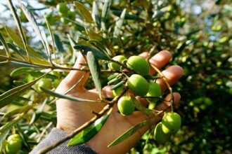 Exportations de denrées alimentaires: L'Algérie, le Maroc et la Tunisie transforment leur position