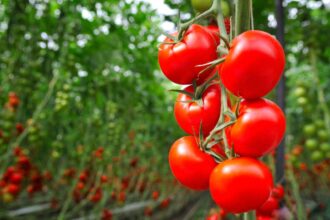 Le-Maroc-nouveau-titan-de-la-tomate-surprend-lEurope