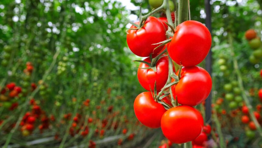 Le-Maroc-nouveau-titan-de-la-tomate-surprend-lEurope