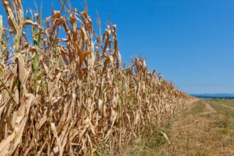 Sécheresse et Récoltes La Tunisie Face à une Crise Agricole Sans Précédent!