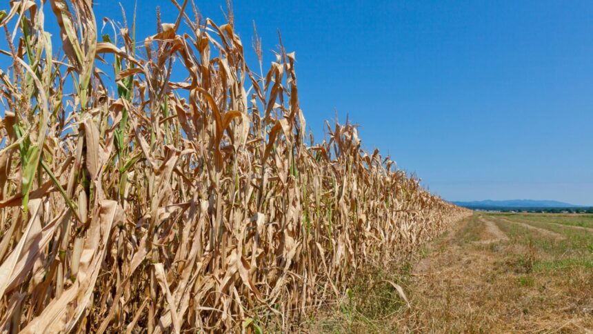 Sécheresse et Récoltes La Tunisie Face à une Crise Agricole Sans Précédent!