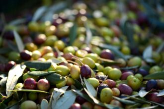 Boom-Agricole-Les-Oliviers-Tunisiens-Revelent-leur-Potentiel-Cache