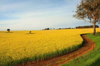 Tunisie-Une-Ferme-de-114-Hectares-Confisquee-Decouvrez-les-Raisons-Choc.