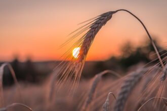 AgriTunisie-2024-Records-avec-940-000-Hectares-Semes-et-Engrais-en-Tete.