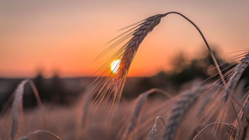 AgriTunisie-2024-Records-avec-940-000-Hectares-Semes-et-Engrais-en-Tete.