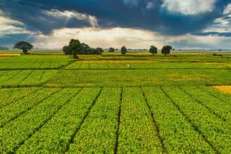 Essor-agricole-a-dehiba-La-jeunesse-dynamise-la-filiere-biologique