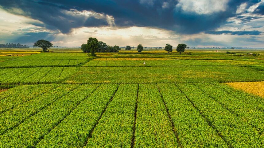 Essor-agricole-a-dehiba-La-jeunesse-dynamise-la-filiere-biologique