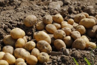 Nabeul-70-de-la-recolte-des-pommes-de-terre-deja-realisee.