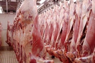 Ramadan Approche La Tunisie Importe de la Viande Ovine Congelée pour Stabiliser les Prix