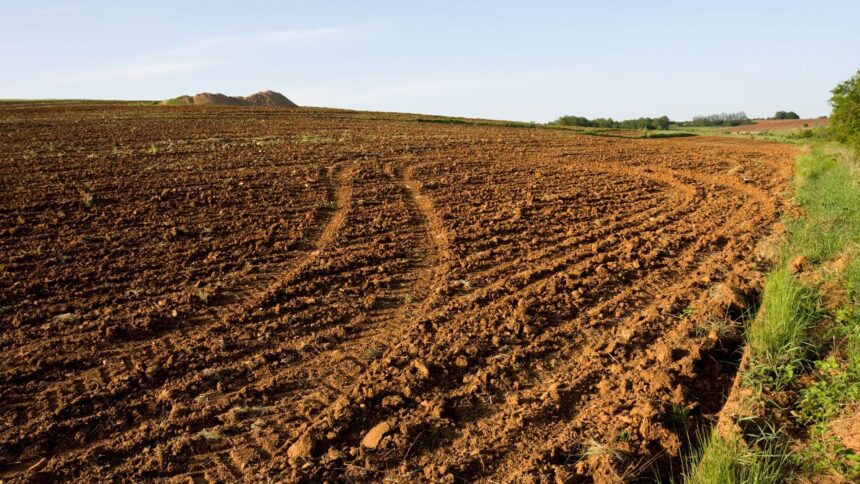 Taux-demblavement-de-97-dans-les-terres-agricoles-de-Manouba.