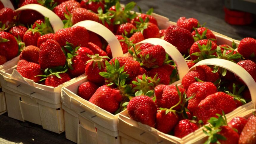 Nabeul-Bat-des-Records-20-000-Tonnes-de-Fraises-Recoltees