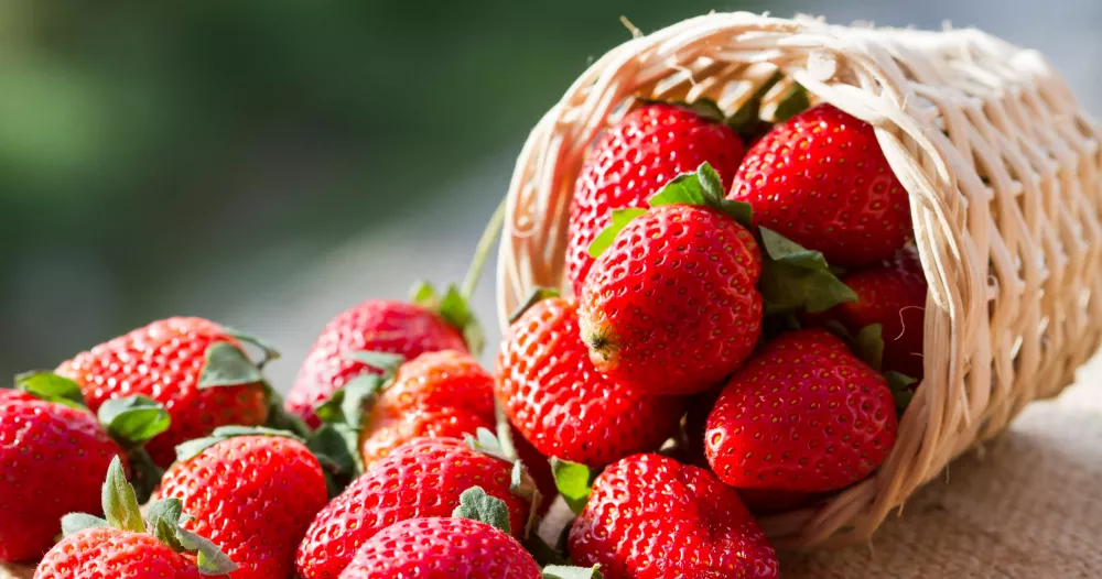 Béja : la récolte des fraises à Ouechtata estimée à plus de 1100 tonnes