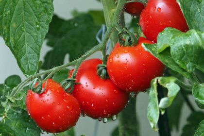 Le-Maroc-Acteur-Majeur-des-Exportations-de-Tomates