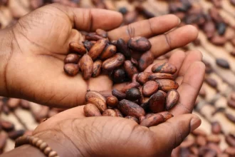 Madagascar : Le prix du cacao dépasse désormais celui de la vanille, un tournant pour les producteurs