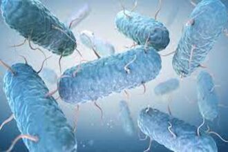 Bactérie mangeuse de chair, une menace sanitaire émergente?