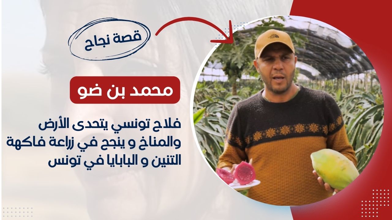 فلاح تونسي يتحدى الأرض والمناخ و ينجح في زراعة فاكهة التنين و البابايا في تونس