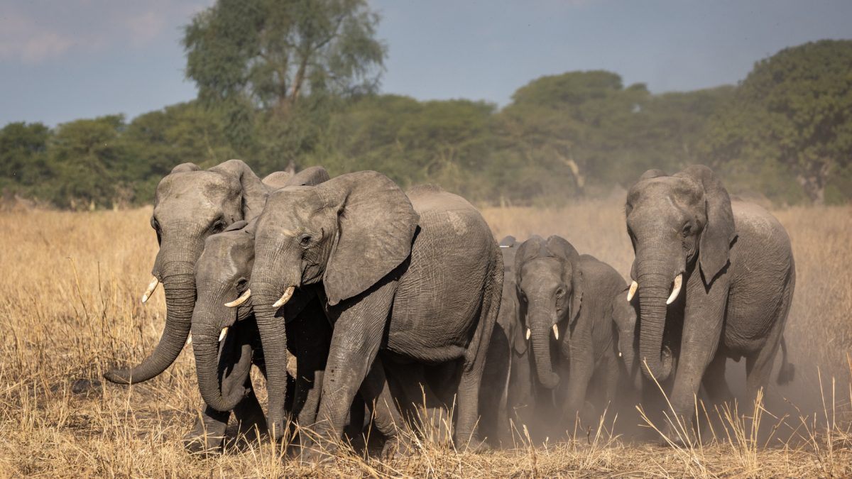 Botswana : Le président menace d’envoyer 20 000 éléphants à l’Allemagne