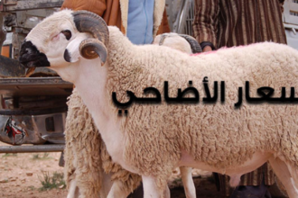 "Le ministre de l'Agriculture justifie la hausse des prix des moutons de l'Aïd."