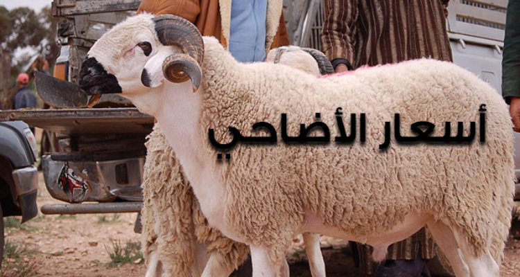 "Le ministre de l'Agriculture justifie la hausse des prix des moutons de l'Aïd."