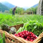 Les exportations agricoles bio tunisiennes bondissent de 24,5% vers l'Italie