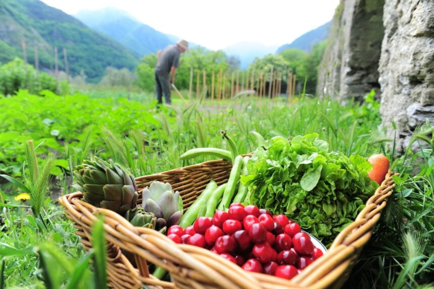 Les exportations agricoles bio tunisiennes bondissent de 24,5% vers l'Italie