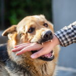 42 000 victimes d'attaques de chiens enragés