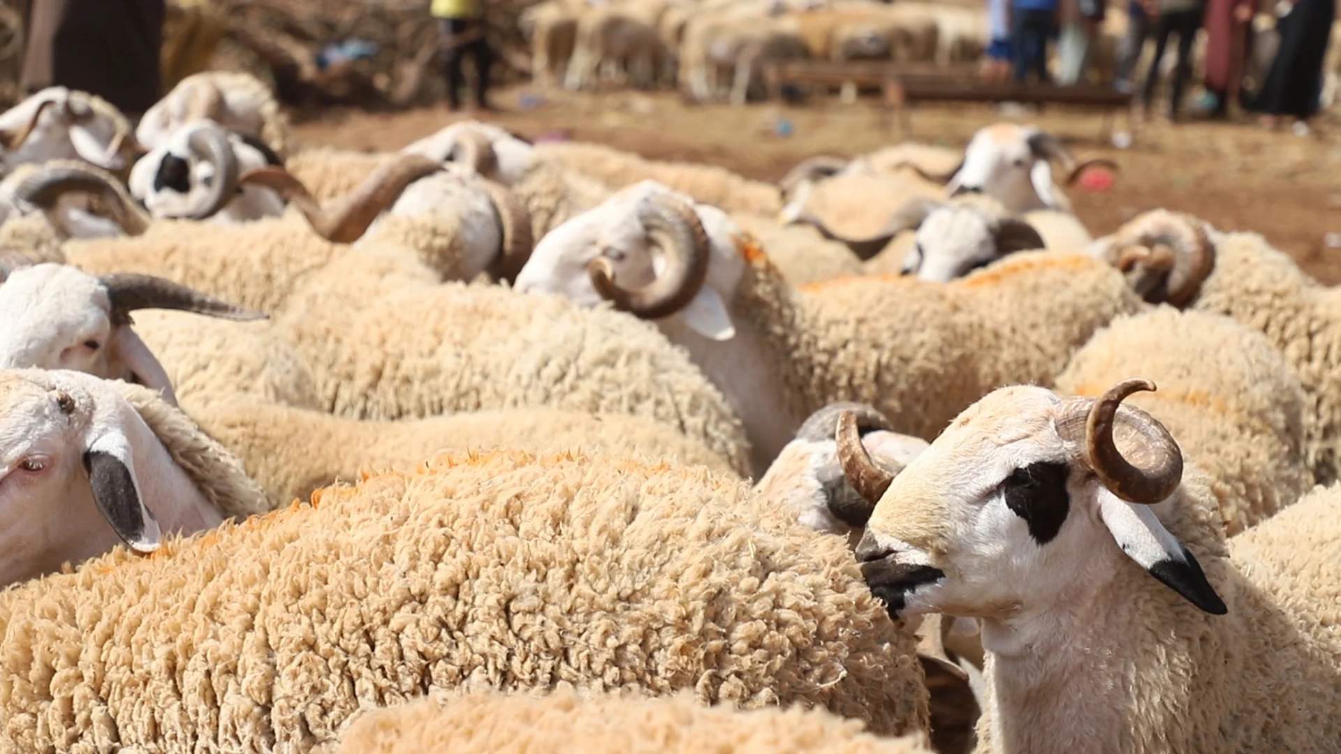 Explosion des Vols de Moutons à Kairouan