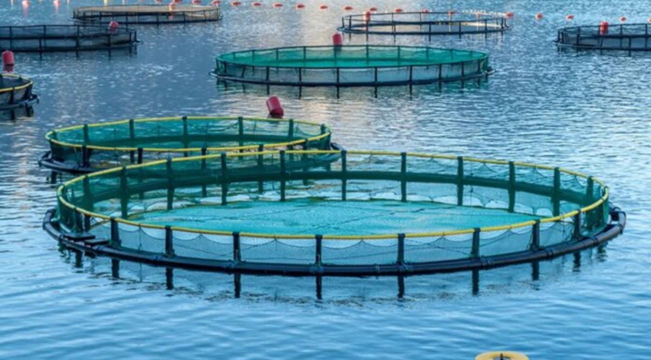 Le soutien du secteur de l'Aquaculture