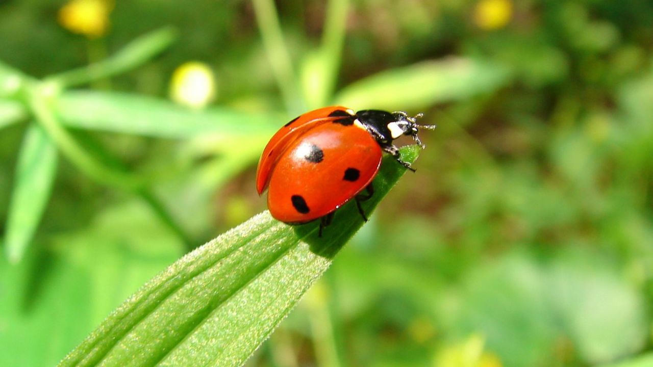 Lutte Biologique : Des Coccinelles pour Protéger les Cactus Tunisiens